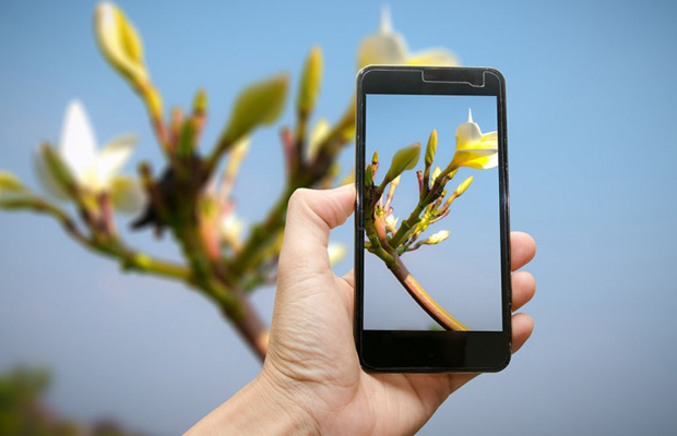 Aplicativos para identificar plantas